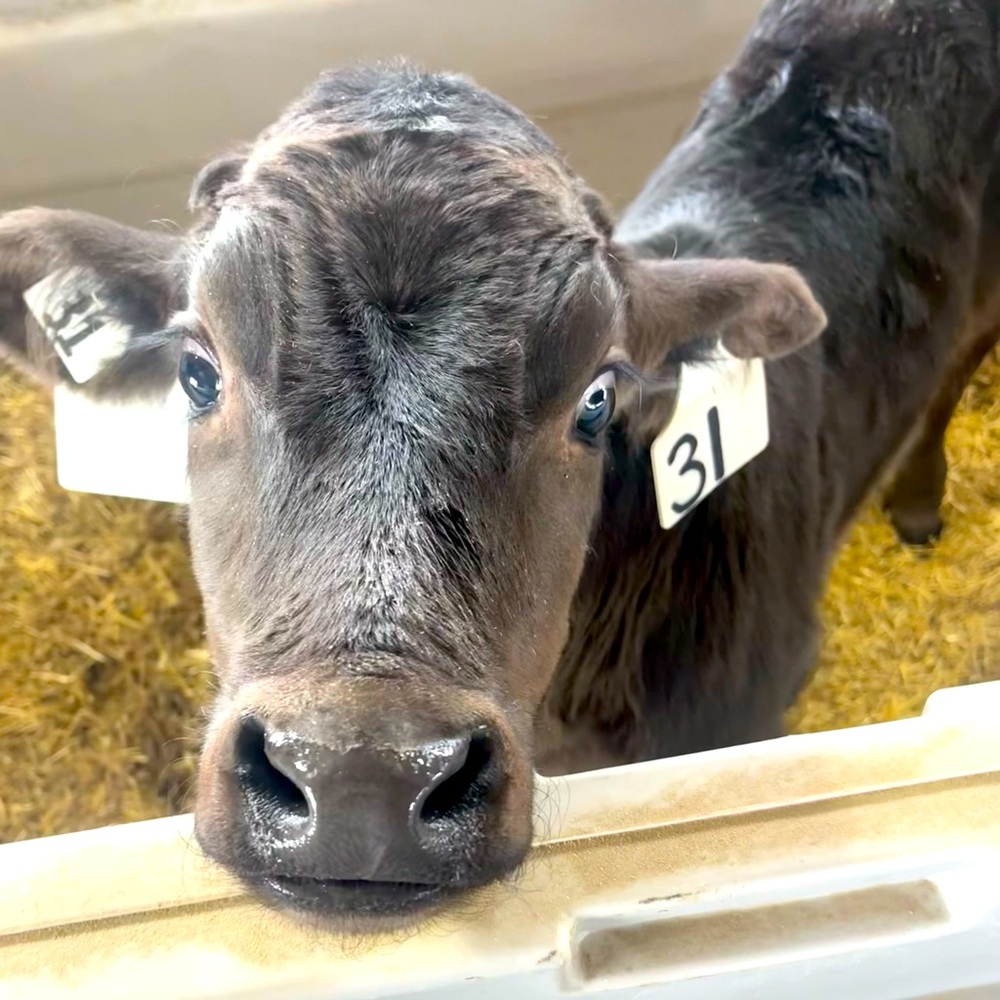 Meet your Posher, Zoie